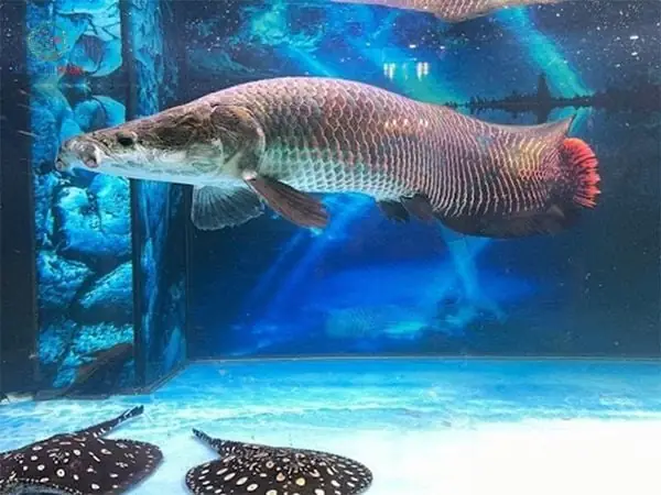 Cá Hải Tượng Long (arapaima Gigas): Đặc Điểm, Nguồn Gốc Và Thông Tin Chi Tiết