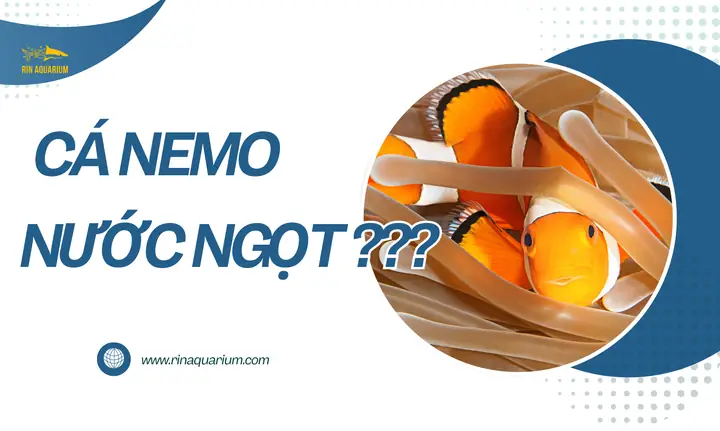 Cá Hề Nuôi Nước Ngọt: Sự Thật Và Lựa Chọn Thay Thế