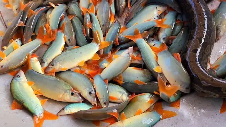 Cá Heo Nước Ngọt: Đặc Sản Miền Tây, Giá Bao Nhiêu & Cách Chế Biến Ngon
