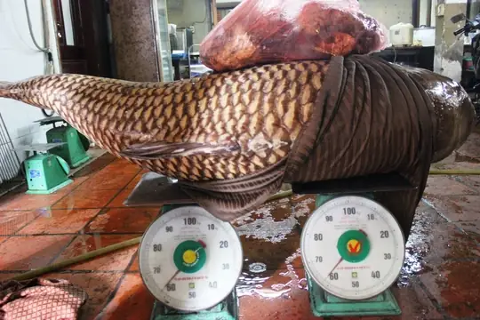 Cá Hô Biển Hồ: Khám Phá Loài Cá Khổng Lồ, Giá Trị Và Bí Ẩn Từ Biển Hồ Tonle Sap Cá Hô Biển Hồ: Khám Phá Loài Cá Khổng Lồ, Giá Trị Và Bí Ẩn Từ Biển Hồ Tonle Sap