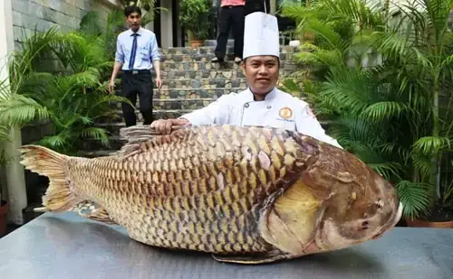 Cá Hô Biển Hồ: Khám Phá Loài Cá Khổng Lồ, Giá Trị Và Bí Ẩn Từ Biển Hồ Tonle Sap Cá Hô Biển Hồ: Khám Phá Loài Cá Khổng Lồ, Giá Trị Và Bí Ẩn Từ Biển Hồ Tonle Sap