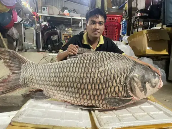 Cá Hô Biển Hồ: Khám Phá Loài Cá Khổng Lồ, Giá Trị Và Bí Ẩn Từ Biển Hồ Tonle Sap Cá Hô Biển Hồ: Khám Phá Loài Cá Khổng Lồ, Giá Trị Và Bí Ẩn Từ Biển Hồ Tonle Sap