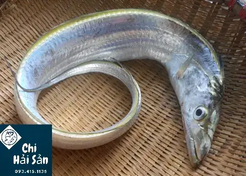 Cá Hố Mắt Vàng: Đặc Điểm, Cách Chọn Và Chế Biến Ngon