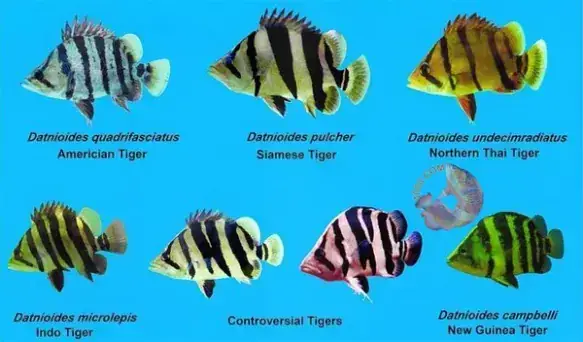 Cá Hổ Mekong: Đặc Điểm, Phân Loại Và Lưu Ý Nuôi Dưỡng Chi Tiết