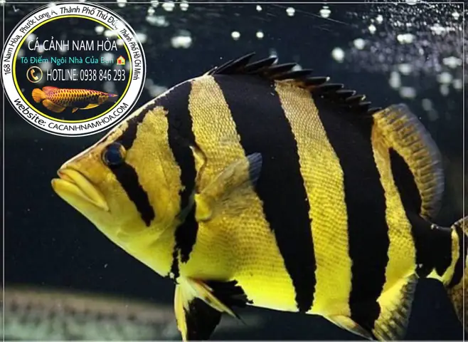 Cá Hổ Mekong: Đặc Điểm, Phân Loại Và Lưu Ý Nuôi Dưỡng Chi Tiết