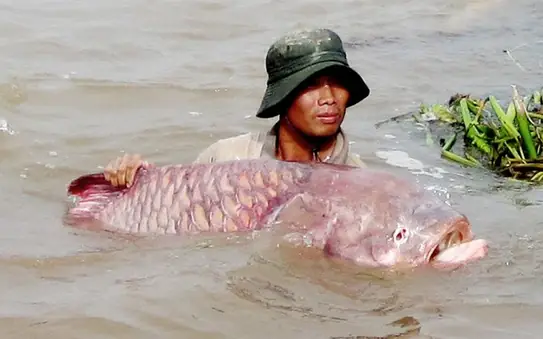 Cá Hô Miền Tây: Đặc Sản Nổi Tiếng, Nuôi Trồng & Giá Bán Hiện Nay Cá Hô Miền Tây: Đặc Sản Nổi Tiếng, Nuôi Trồng & Giá Bán Hiện Nay
