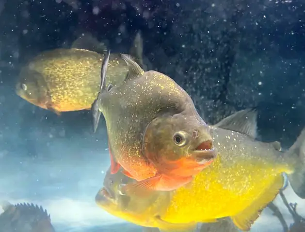 Cá Hổ Piranha Sống Ở Đâu? Khám Phá Nguồn Gốc Và Môi Trường Sống