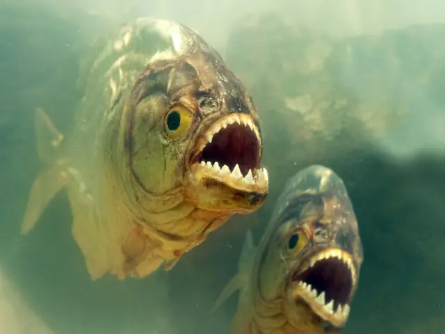 Cá Hổ Piranha Sống Ở Đâu? Khám Phá Nguồn Gốc Và Môi Trường Sống
