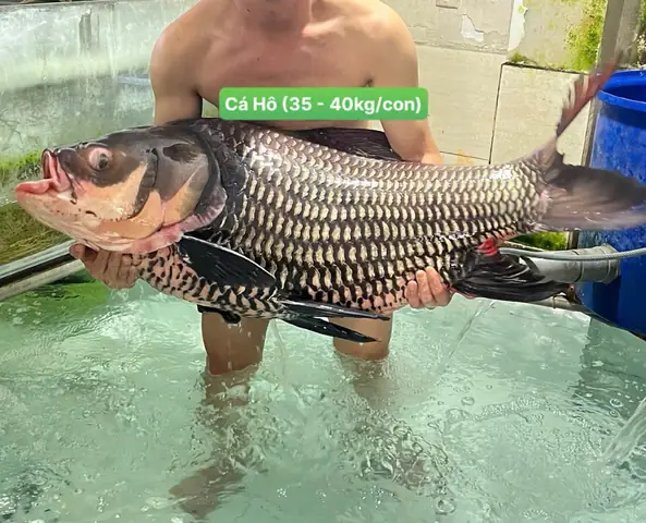 Cá Hổ Size Khủng: Đặc Điểm, Cách Nhận Biết Và Kinh Nghiệm Nuôi