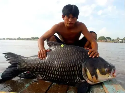 Cá Hô Sông Mekong: Khám Phá "vua Cá Nước Ngọt" Lớn Nhất Thế Giới