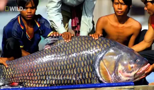 Cá Hô Sông Mekong: Khám Phá "vua Cá Nước Ngọt" Lớn Nhất Thế Giới