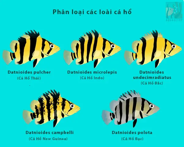 Cá Hổ Sumatra Ăn Gì: Hướng Dẫn Chi Tiết Từ Chuyên Gia
