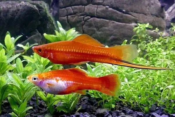 Cá Hòa Lan Đuôi Lửa: Đặc Điểm, Cách Nuôi Và Phân Loại Đẹp Nhất