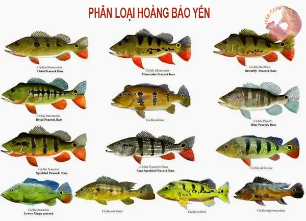 Cá Hoàng Bảo Yến Có Mấy Loại: Phân Biệt Các Dòng Phổ Biến