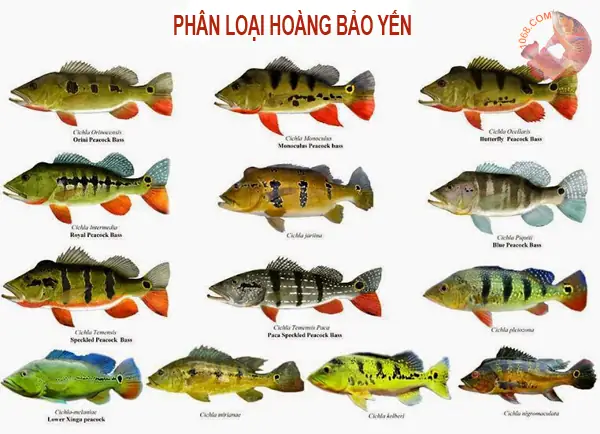 Cá Hoàng Bảo Yến Mono: Đặc Điểm, Cách Nuôi Và Phân Loại Chi Tiết