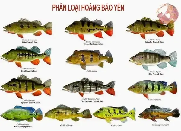 Cá Hoàng Bảo Yến Orino: Đặc Điểm, Chăm Sóc Và Giá Bán Chi Tiết Cá Hoàng Bảo Yến Orino: Đặc Điểm, Chăm Sóc Và Giá Bán Chi Tiết