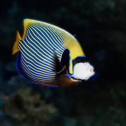 Cá Hoàng Đế Biển (pomacanthus Imperator): Đặc Điểm, Phân Loại Và Môi Trường Sống