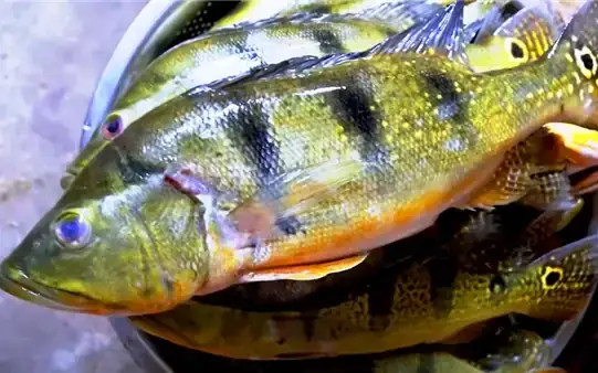 Cá Hoàng Đế Biển (pomacanthus Imperator): Đặc Điểm, Phân Loại Và Môi Trường Sống