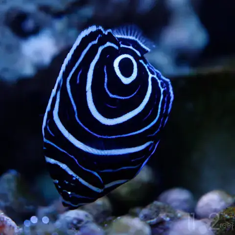 Cá Hoàng Đế Biển (pomacanthus Imperator): Đặc Điểm, Phân Loại Và Môi Trường Sống