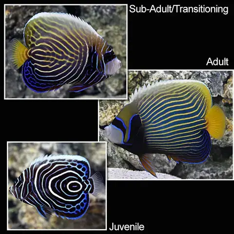 Cá Hoàng Đế Biển (pomacanthus Imperator): Đặc Điểm, Phân Loại Và Môi Trường Sống