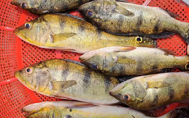 Cá Hoàng Đế Biển (pomacanthus Imperator): Đặc Điểm, Phân Loại Và Môi Trường Sống