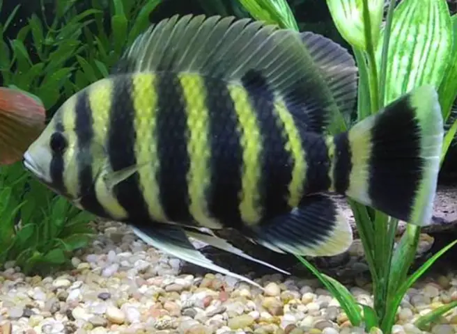 Cá Hoàng Tử Châu Phi (buttikoferi Cichlid): Đặc Điểm, Cách Chăm Sóc Và Nuôi Dưỡng