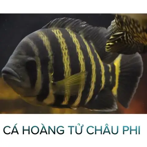 Cá Hoàng Tử Châu Phi Ăn Gì? Chế Độ Dinh Dưỡng Tối Ưu Cho Cá Khỏe Mạnh