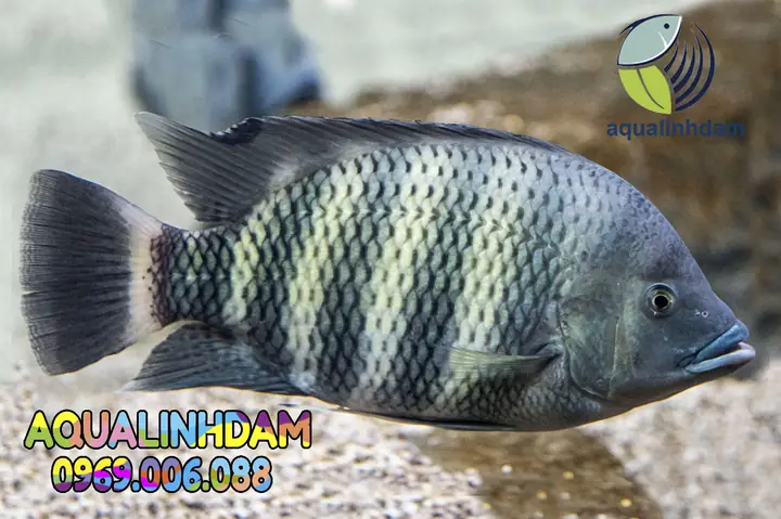 Cá Hoàng Tử Châu Phi (buttikoferi Cichlid): Đặc Điểm, Cách Chăm Sóc Và Nuôi Dưỡng
