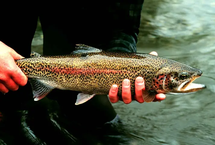 Cá Hồi Cầu Vồng (rainbow Trout): Đặc Điểm, Cách Chế Biến & Lợi Ích