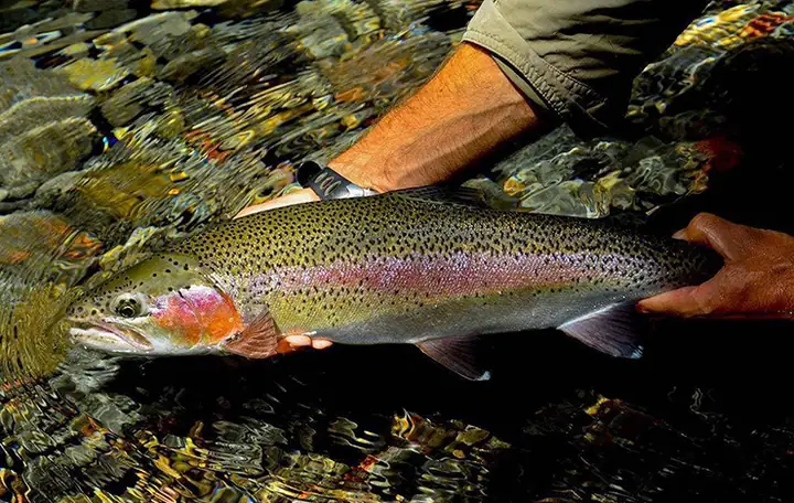 Cá Hồi Cầu Vồng (rainbow Trout): Đặc Điểm, Cách Chế Biến & Lợi Ích