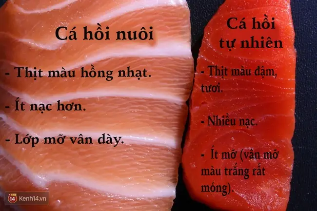 Cá Hồi Có Mấy Loại Phổ Biến Tại Việt Nam & Thế Giới?