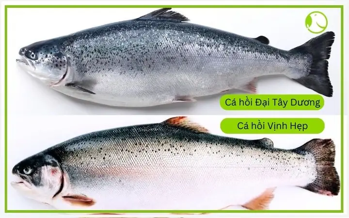 Cá Hồi Nauy Và Chile: So Sánh Chi Tiết Nên Chọn Loại Nào?