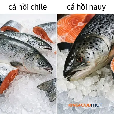 Cá Hồi Nauy Và Chile: So Sánh Chi Tiết Nên Chọn Loại Nào?