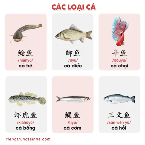 Cá Hồi Tiếng Trung: Từ Vựng & Cách Gọi Phổ Biến (鲑鱼, 三文鱼)
