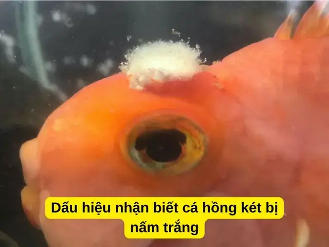 Cá Hồng Két Bị Bệnh: Nguyên Nhân, Dấu Hiệu & Cách Chữa Trị Hiệu Quả