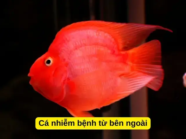 Cá Hồng Két Bị Bệnh: Nguyên Nhân, Dấu Hiệu & Cách Chữa Trị Hiệu Quả