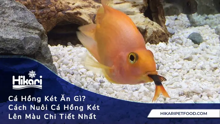 Cá Hồng Két Bỏ Ăn: Nguyên Nhân, Dấu Hiệu Và Cách Xử Lý Hiệu Quả Cá Hồng Két Bỏ Ăn: Nguyên Nhân, Dấu Hiệu Và Cách Xử Lý Hiệu Quả