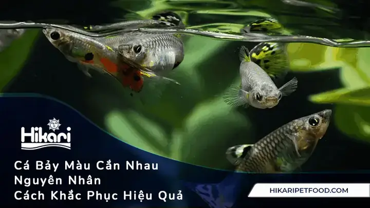 Cá Hồng Két Cắn Nhau: Nguyên Nhân & Cách Xử Lý Hiệu Quả