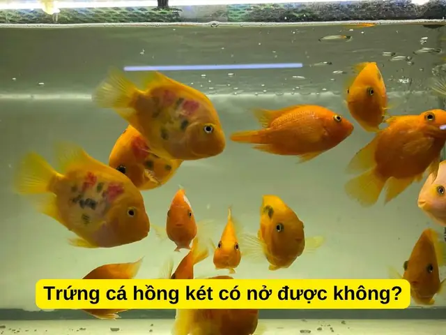 Trứng Cá Hồng Két Bao Lâu Thì Nở? Hướng Dẫn Chăm Sóc & Tỷ Lệ Thành Công
