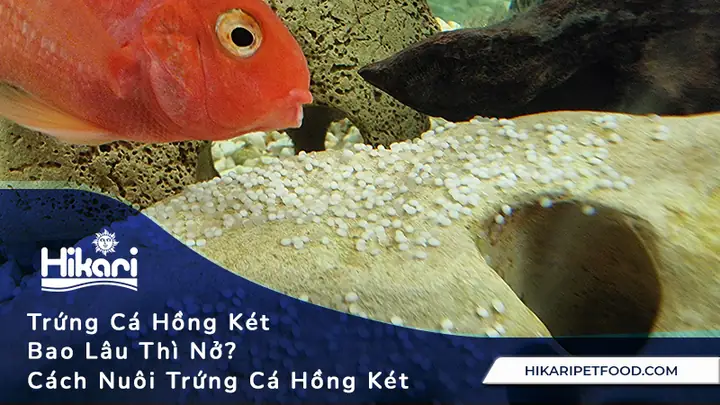 Trứng Cá Hồng Két Bao Lâu Thì Nở? Hướng Dẫn Chăm Sóc & Tỷ Lệ Thành Công