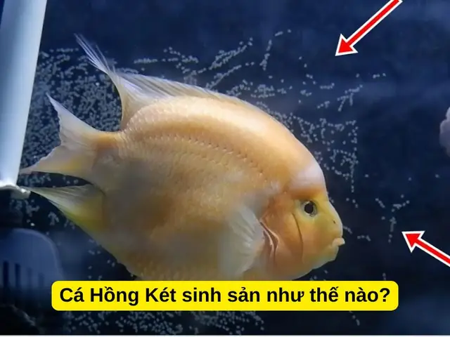 Trứng Cá Hồng Két Bao Lâu Thì Nở? Hướng Dẫn Chăm Sóc & Tỷ Lệ Thành Công