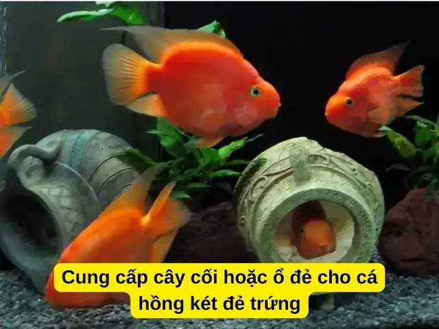 Trứng Cá Hồng Két Bao Lâu Thì Nở? Hướng Dẫn Chăm Sóc & Tỷ Lệ Thành Công