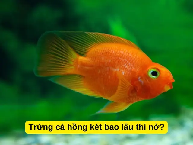 Trứng Cá Hồng Két Bao Lâu Thì Nở? Hướng Dẫn Chăm Sóc & Tỷ Lệ Thành Công