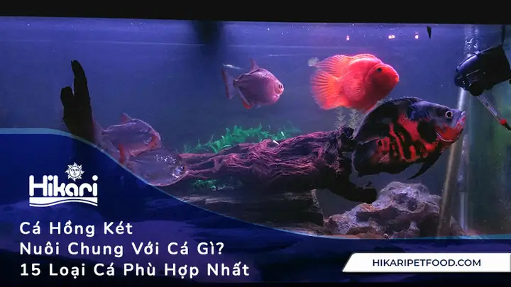 Hướng Dẫn Nuôi Cá Hồng Két Đẹp, Lên Màu Chuẩn & Phân Loại Chi Tiết