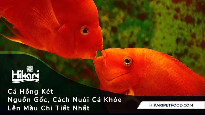 Cách Phân Biệt Cá Hồng Két Đực Và Cái: Đặc Điểm Nhận Biết Chi Tiết