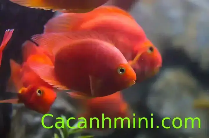Cách Phân Biệt Cá Hồng Két Đực Và Cái: Đặc Điểm Nhận Biết Chi Tiết