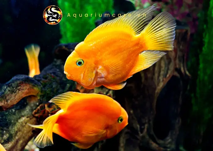 Cá Hồng Két Mini: Đặc Điểm, Cách Nuôi Và Lưu Ý Quan Trọng