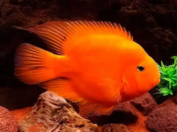 Cá Hồng Két Mini: Đặc Điểm, Cách Nuôi Và Lưu Ý Quan Trọng