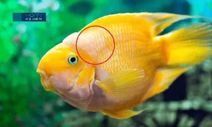 Tại Sao Cá Hồng Két Nằm Đáy? Nguyên Nhân & Cách Khắc Phục Toàn Diện
