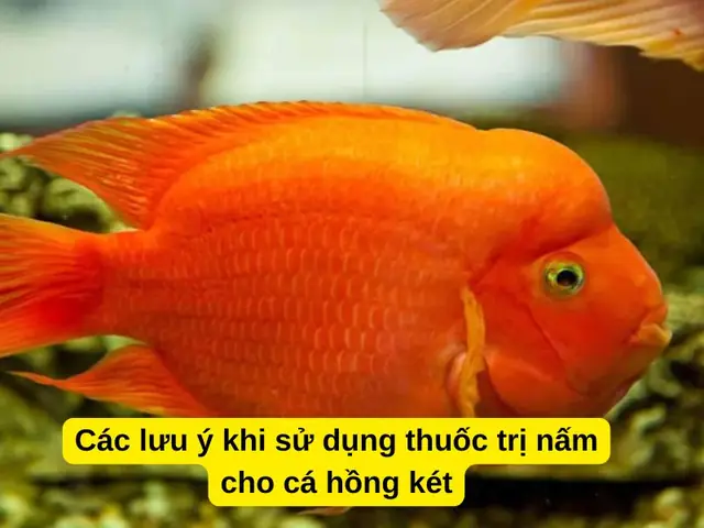 Tại Sao Cá Hồng Két Nằm Đáy? Nguyên Nhân & Cách Khắc Phục Toàn Diện